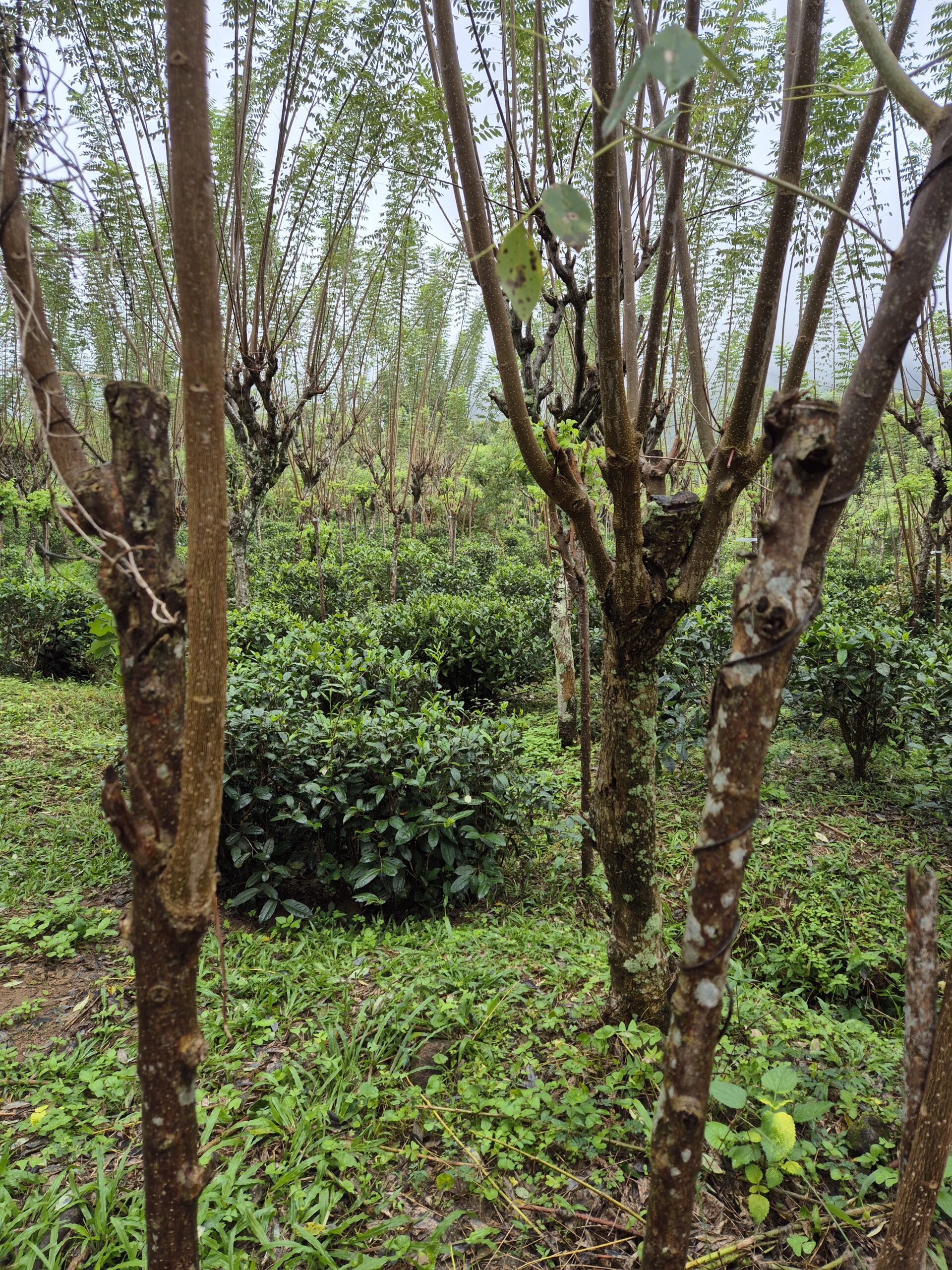 Amba Estate Teeplantagen