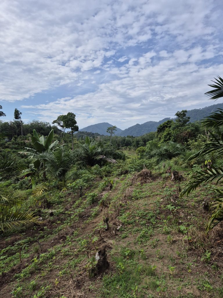 Eco Trek Bukit Lawang