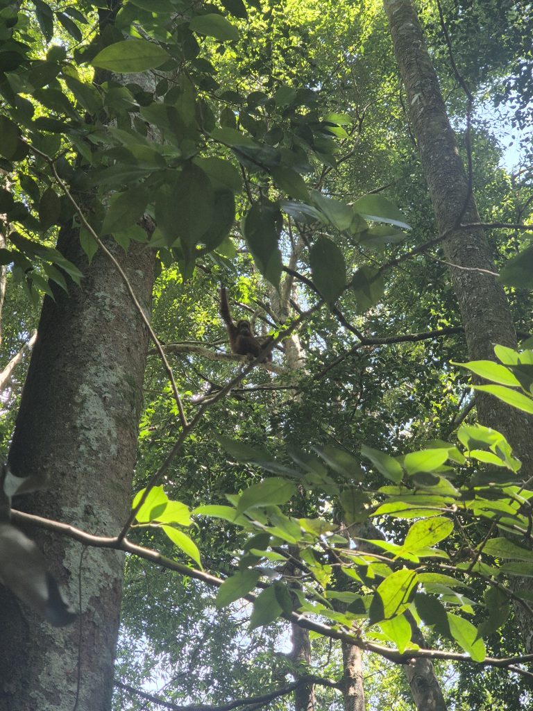 Orang Utan