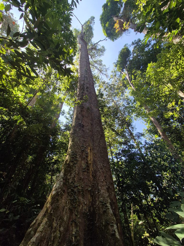 Eco Trek Bukit Lwang Dschungel