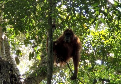 Village Adventures Wo die Orang-Utans leben: Ein nachhaltiger Trek durch den Dschungel von Bukit Lawang
