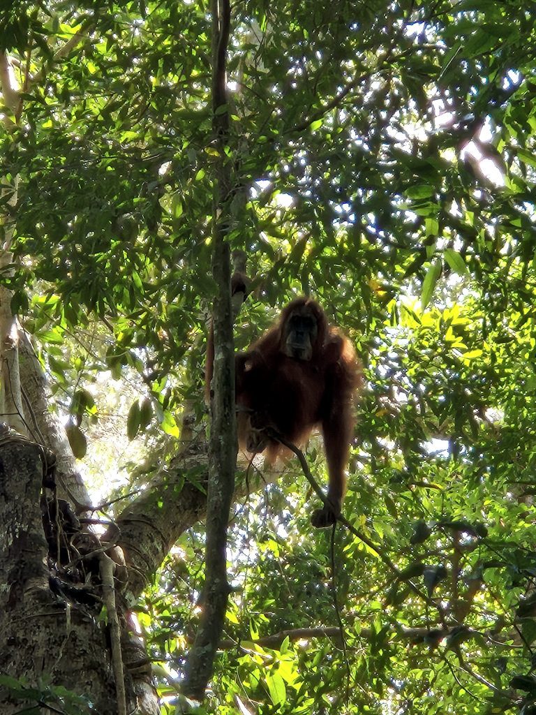 Village Adventures Wo die Orang-Utans leben: Ein nachhaltiger Trek durch den Dschungel von Bukit Lawang
