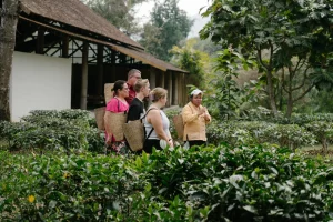 Village Adventures Nahe Chiang Mai: Araksa Tea Garden Tour