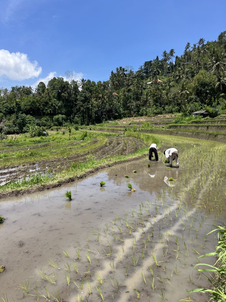 Sidemen Riecefield Trekking