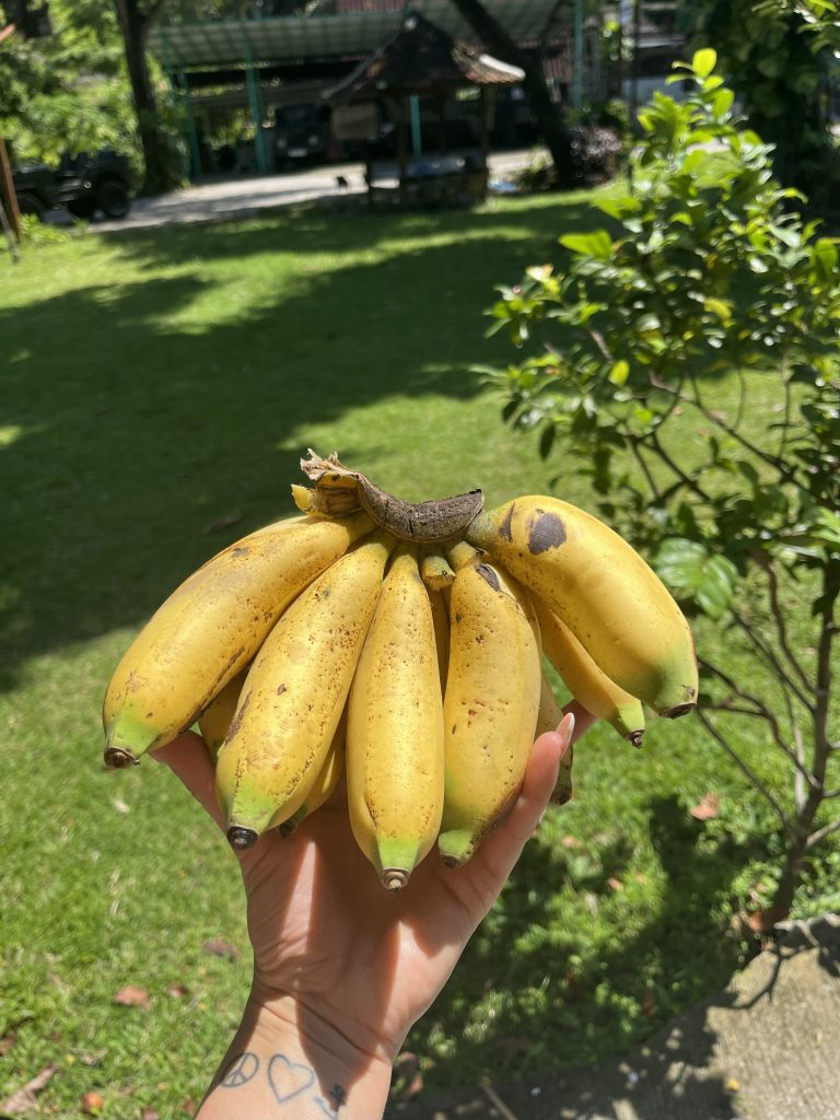 Lombok Bananen