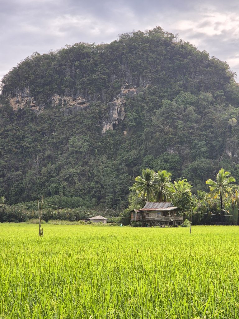 Karst-Kalksteinfelsen Rammang Rammang