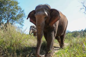 Village Adventures Chiang Mai: Doi Inthanon & Elephant Escape